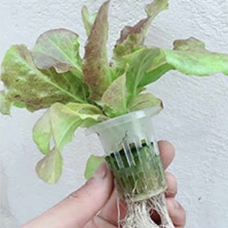 36 Cup Hydroponic Kit: image 3