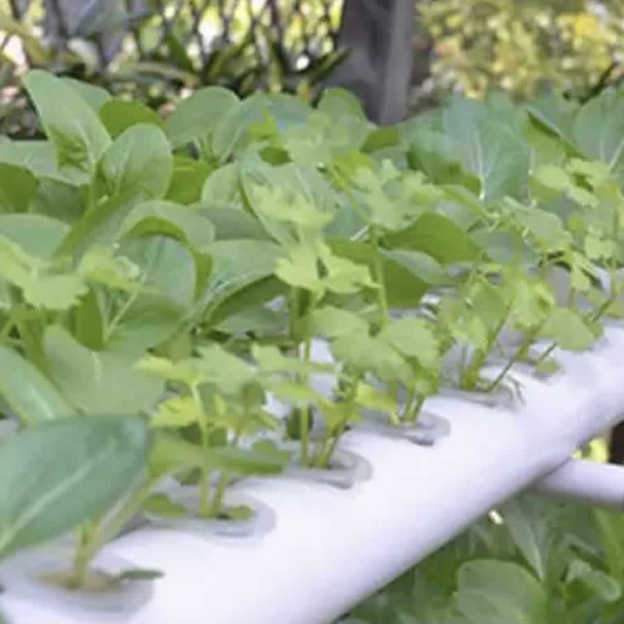 36 Cup Hydroponic Kit: image 4