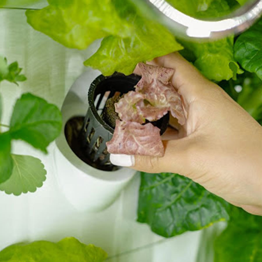 36 Cup Hydroponic Kit: image 5