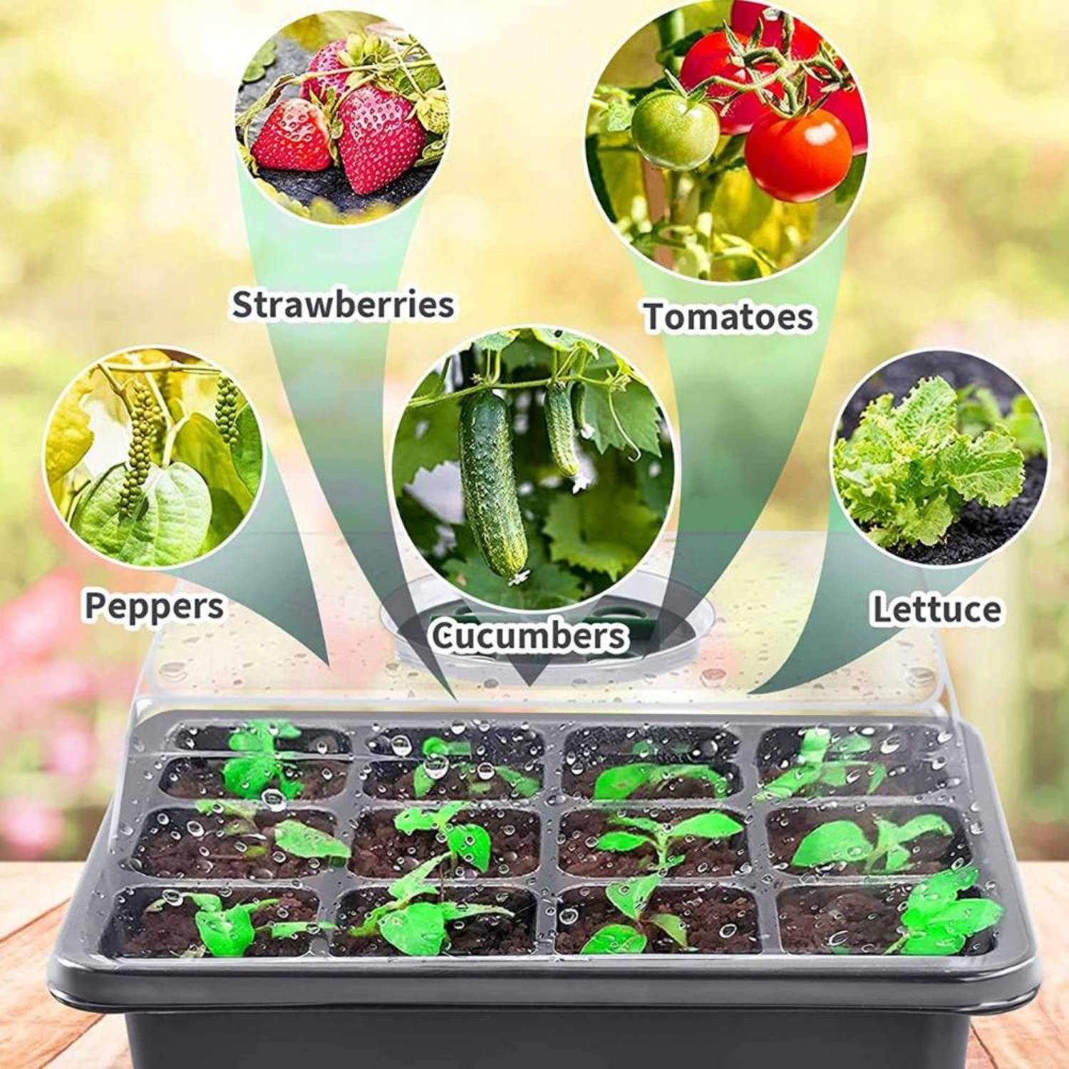 Seed Starter Container, Pack of 5: image 4