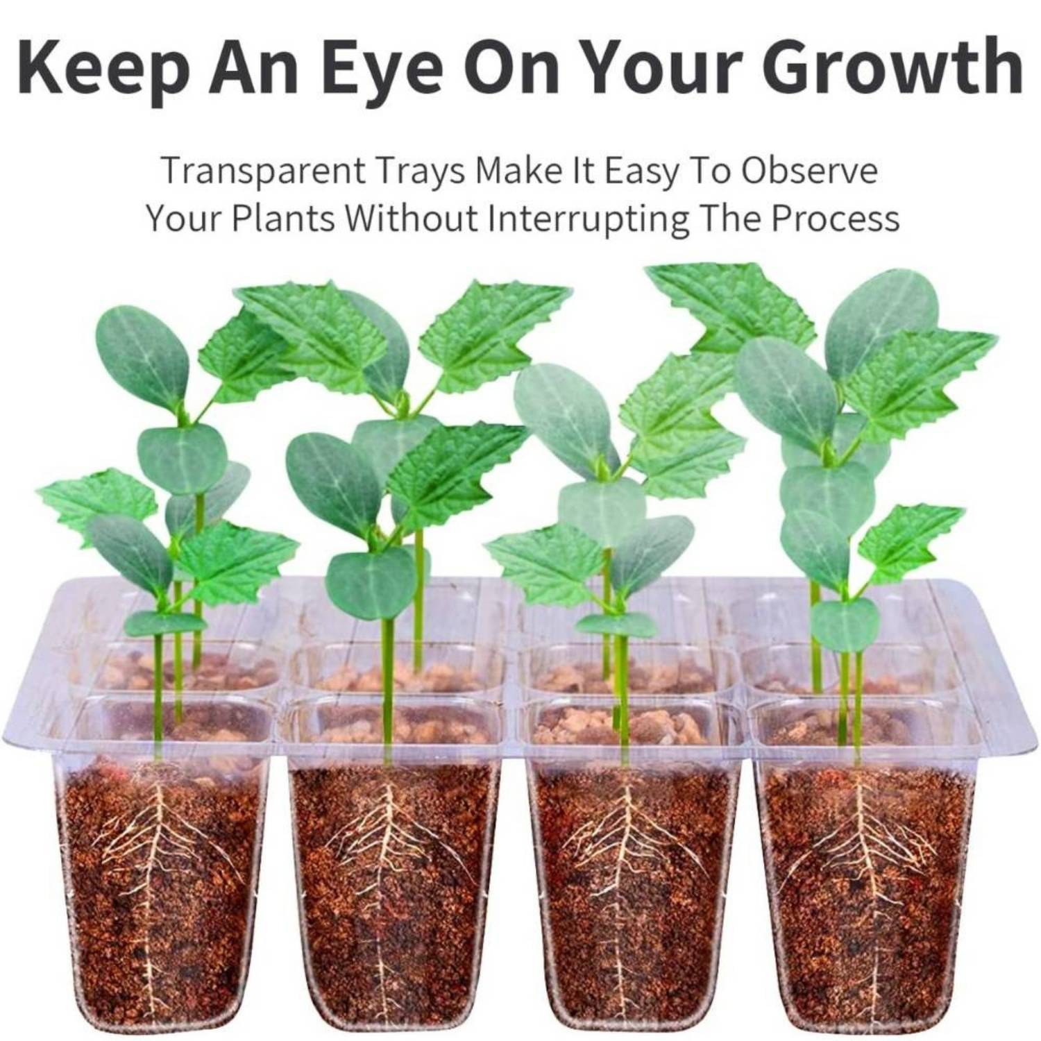 Seed Starter Container, Pack of 5: image 5